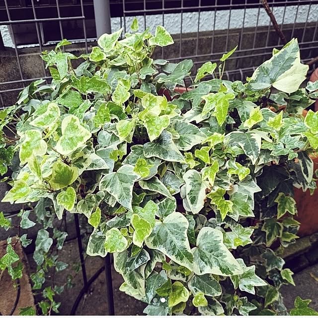 Shion+さんの実例写真