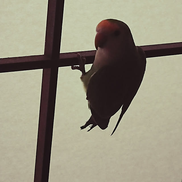 MIUOOさんの実例写真