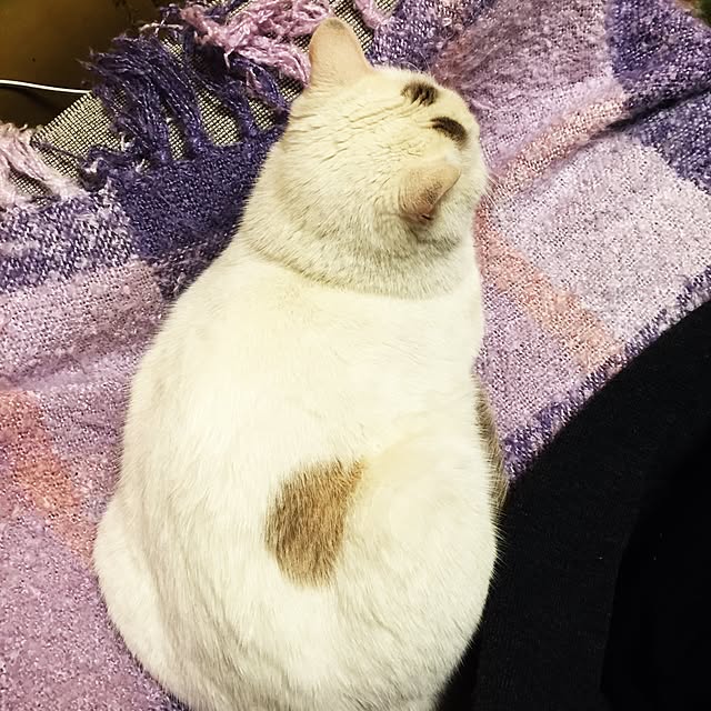 Akaneさんの実例写真