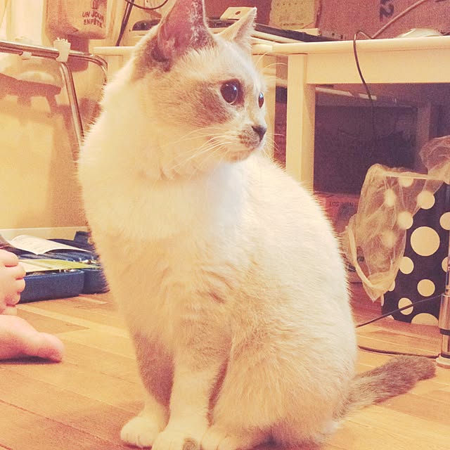 FUJIさんの実例写真