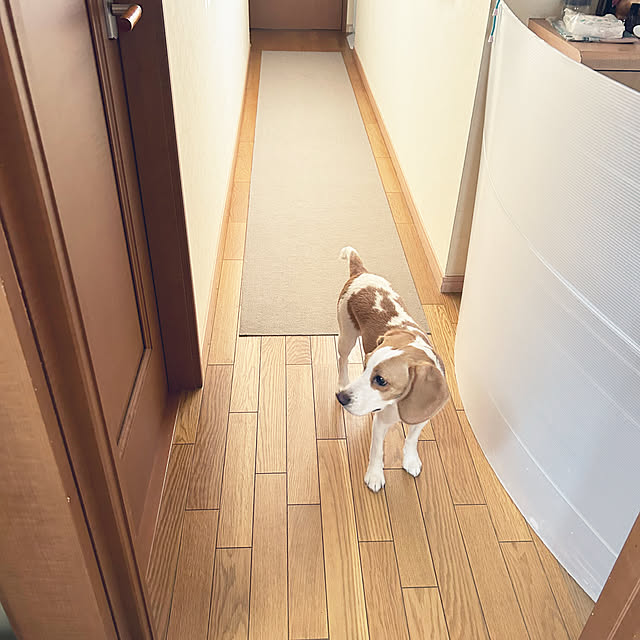 prelumoさんの実例写真