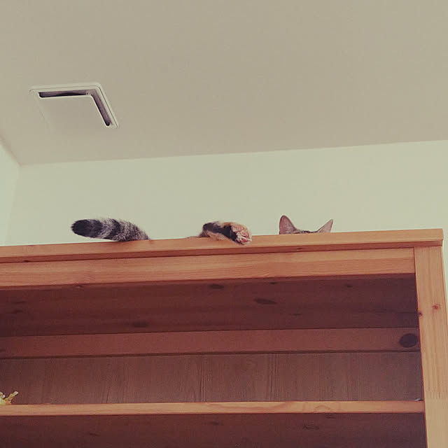 mamekoさんの実例写真