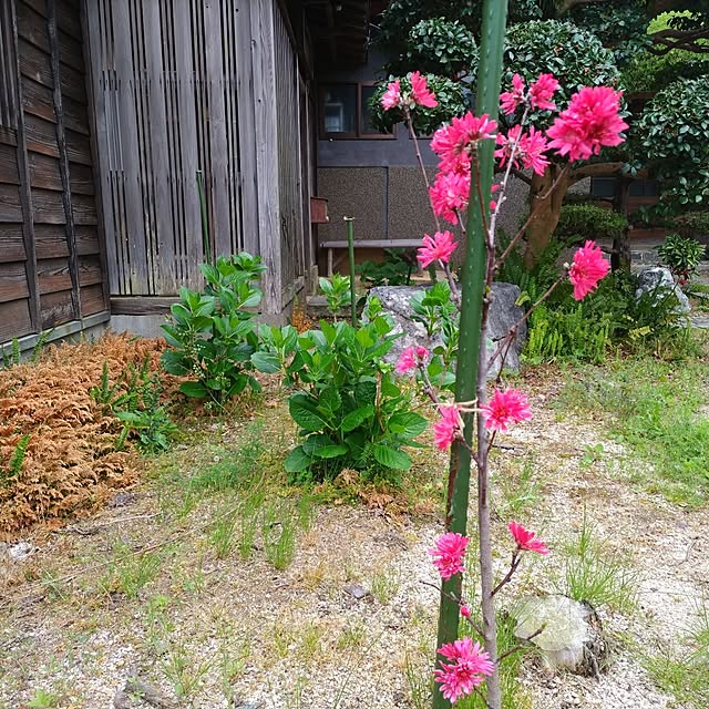 kuririnmamaさんの部屋