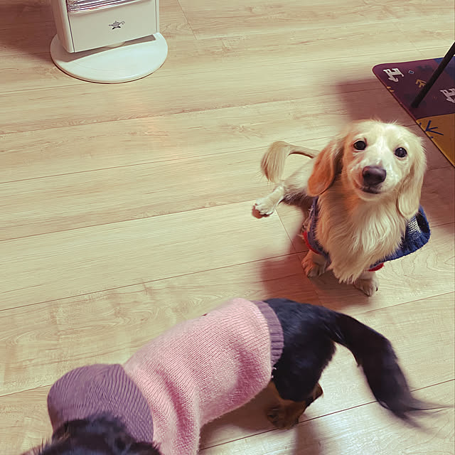 uninekoさんの実例写真