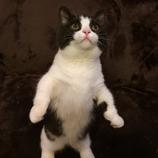 butachanさんの実例写真