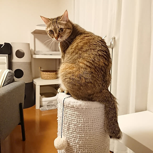 maikyさんの実例写真