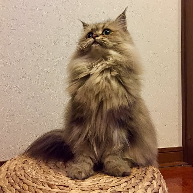 butachanさんの実例写真