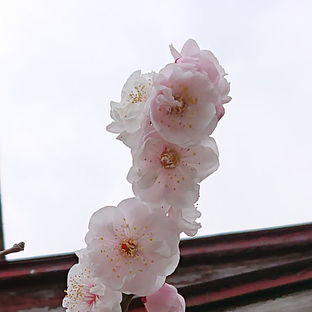 sawayaka2010さんの実例写真
