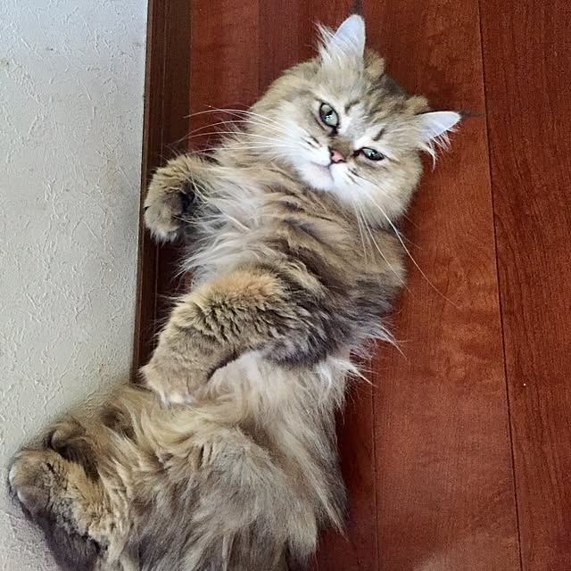 butachanさんの実例写真