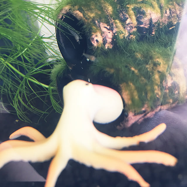 yhm.jerryさんの実例写真