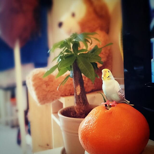 Mikuさんの実例写真