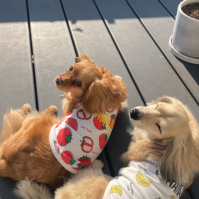 chachamamaさんの実例写真