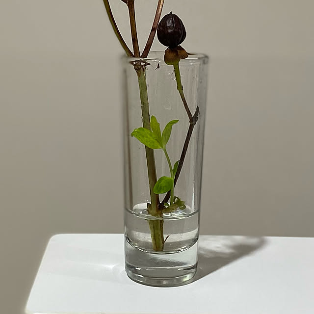 naturalさんの実例写真