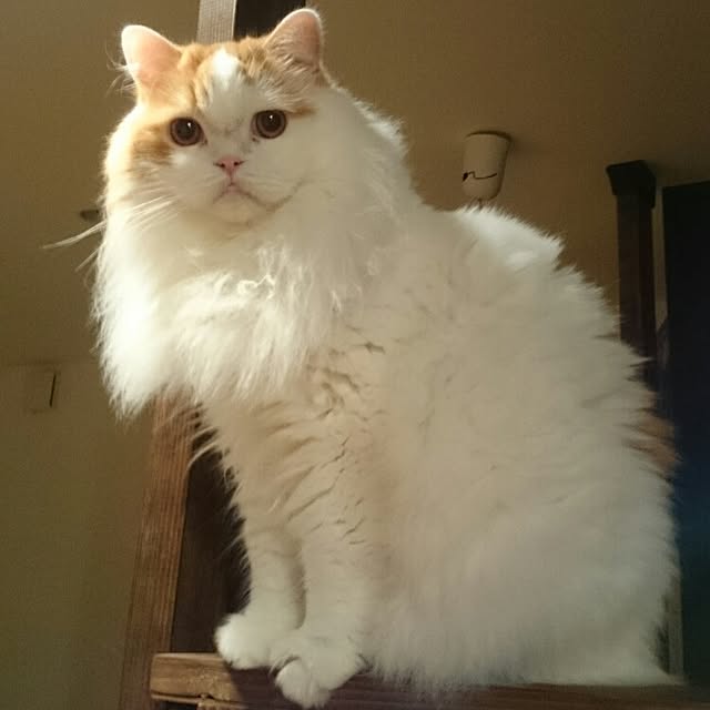 1ldksさんの実例写真