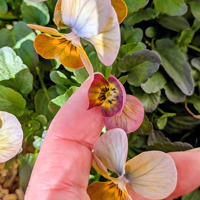 mi-saさんの実例写真