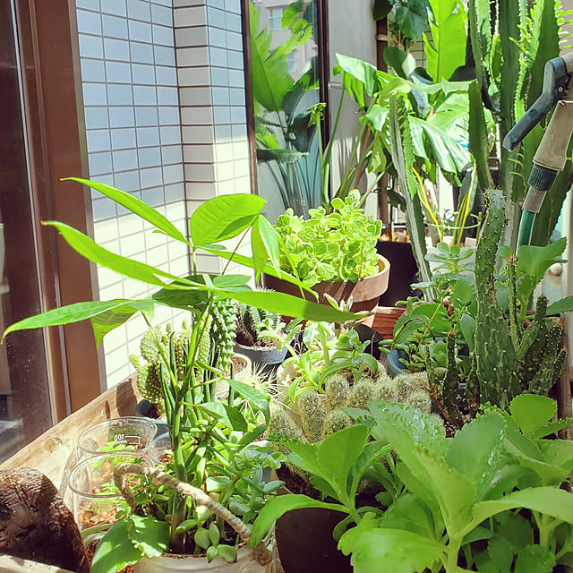 rskさんの実例写真