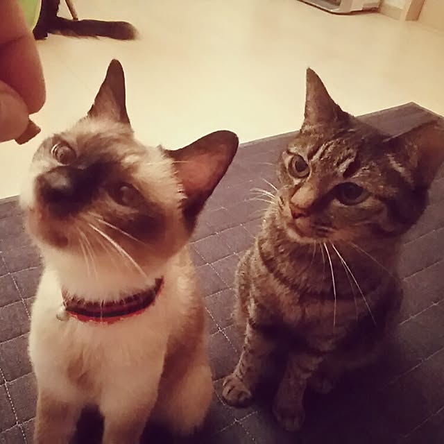 Tabasaさんの実例写真