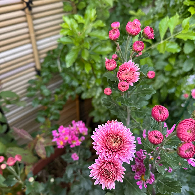 mamizaさんの実例写真
