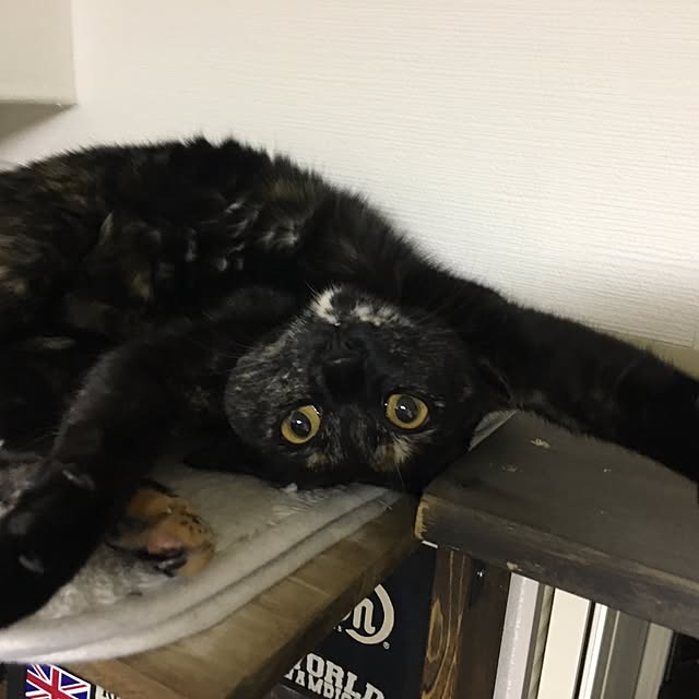 Gouさんの実例写真