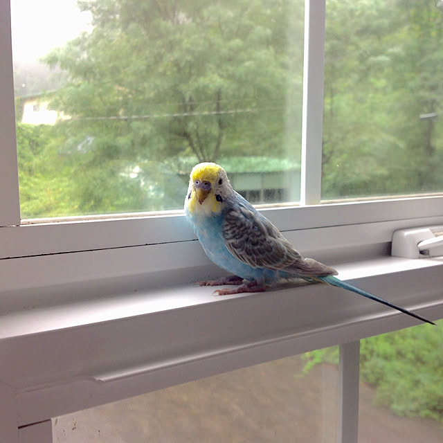 verde20iさんの実例写真