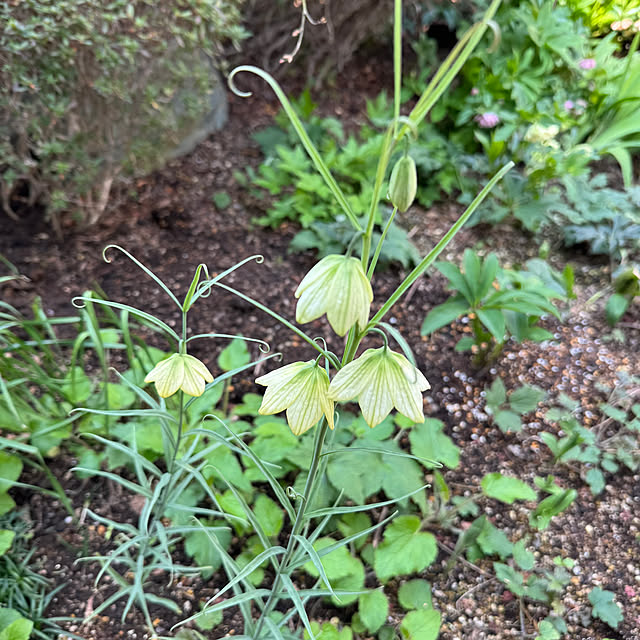 mamizaさんの実例写真