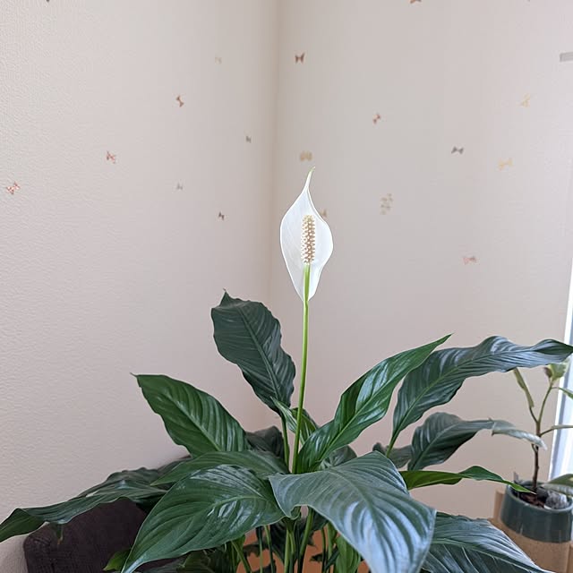 KOHAKUさんの部屋