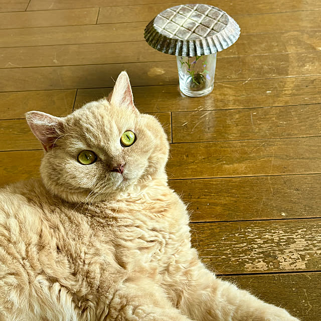 naokoさんの実例写真