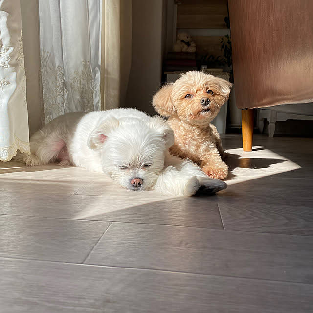 akoさんの実例写真