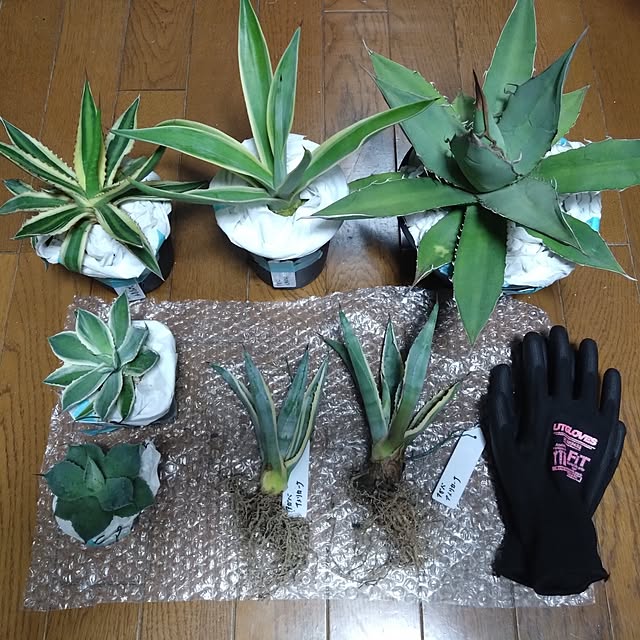mamaさんの実例写真