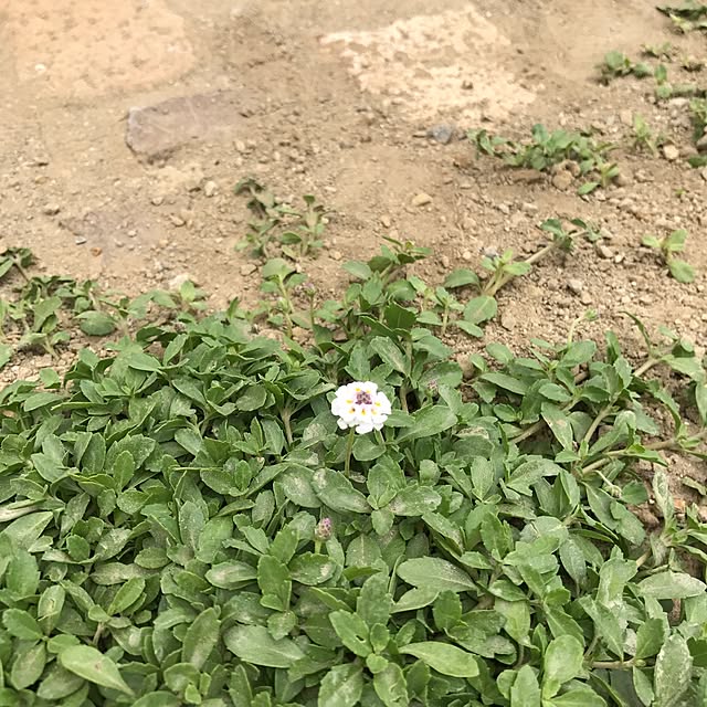micoさんの実例写真