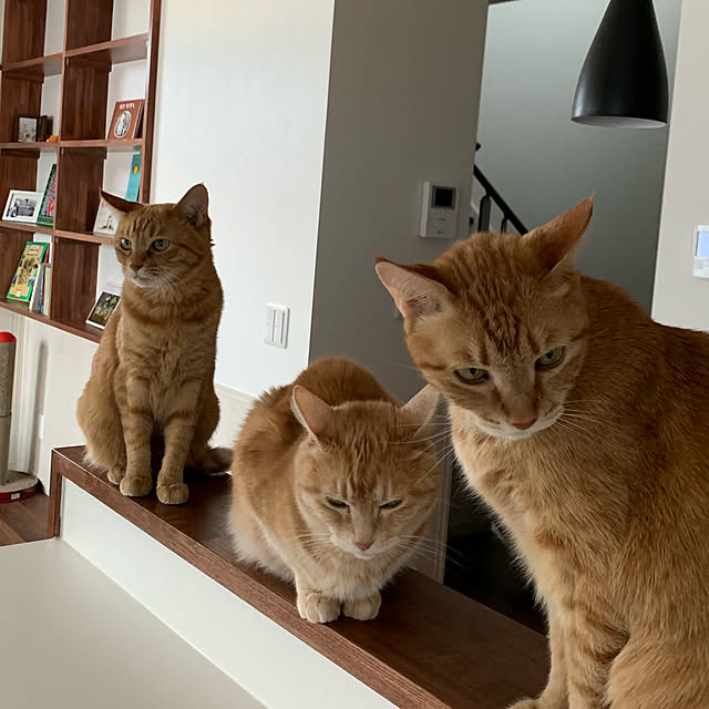 mikeume7さんの実例写真