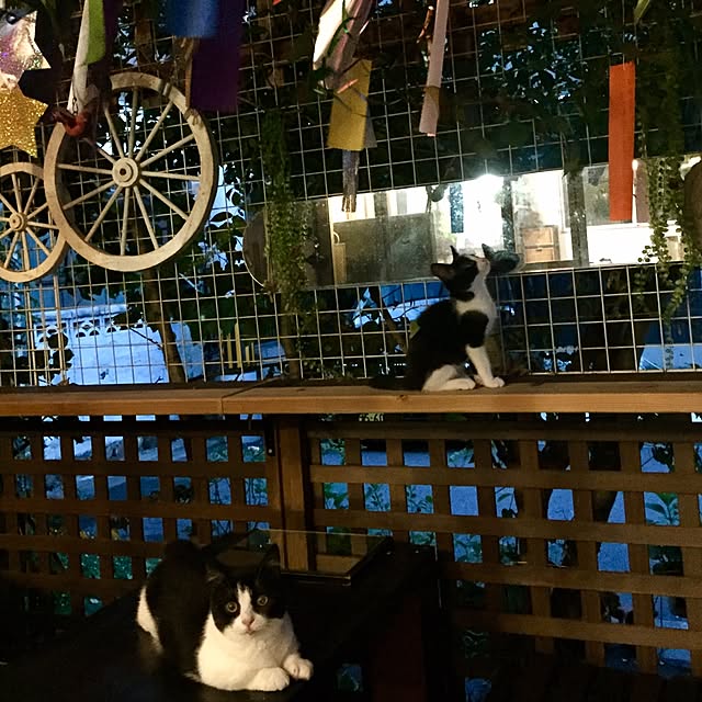 butachanさんの実例写真