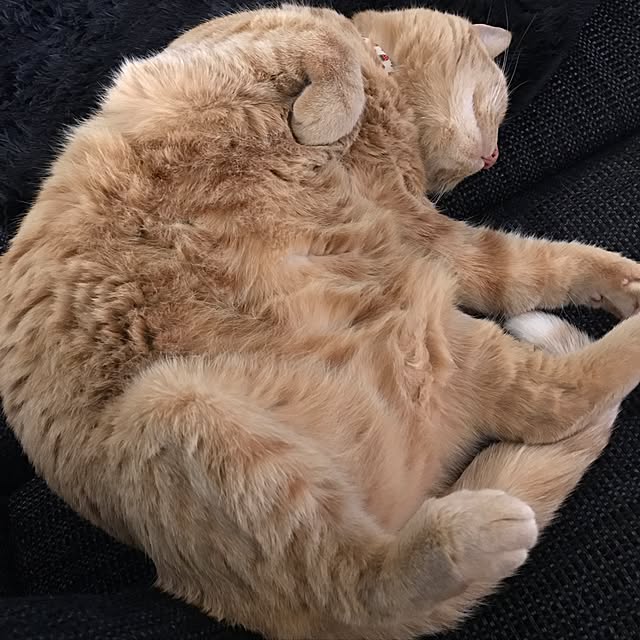 minakoさんの実例写真