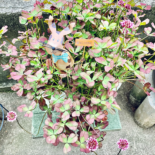 CoCo0617さんの実例写真
