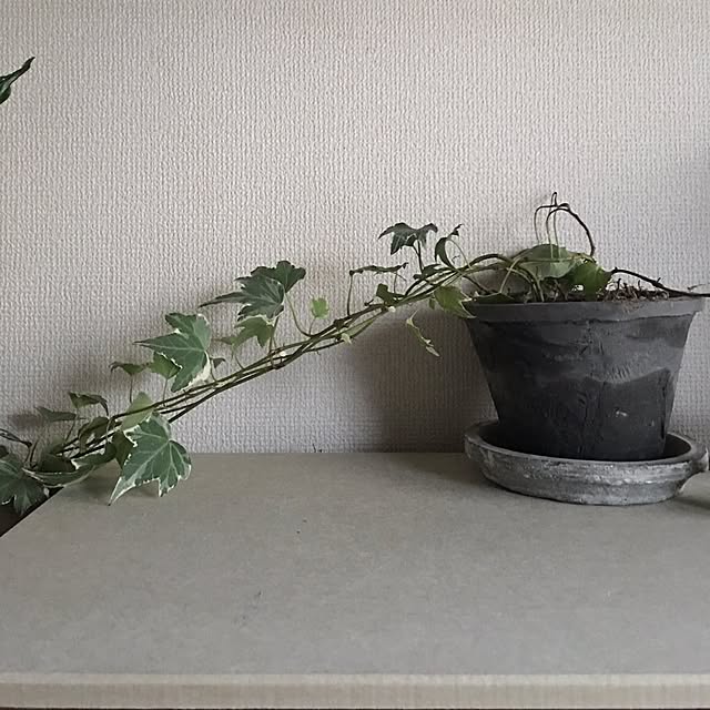 anri38さんの実例写真