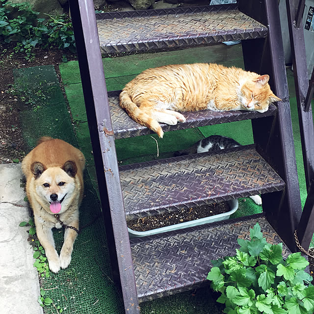 yocchiさんの実例写真
