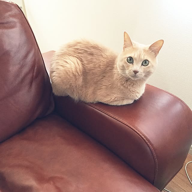 Maiさんの実例写真