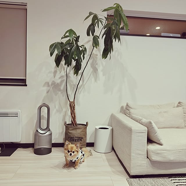 kojikojiさんの実例写真