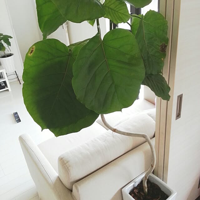 so-tarouさんの実例写真