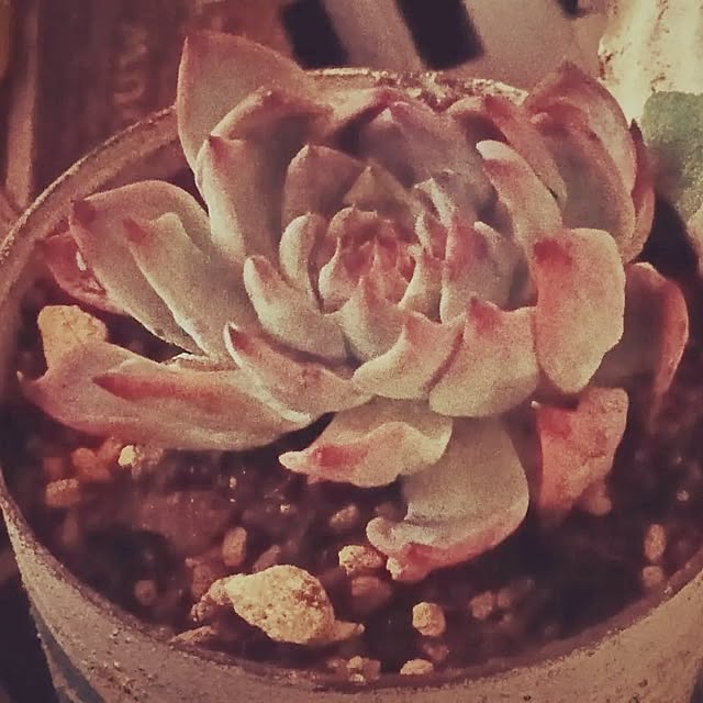 maaamiさんの実例写真