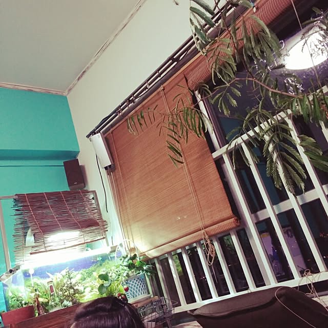 壁/天井/植物のインテリア実例 - 2015-04-02 19:17:18