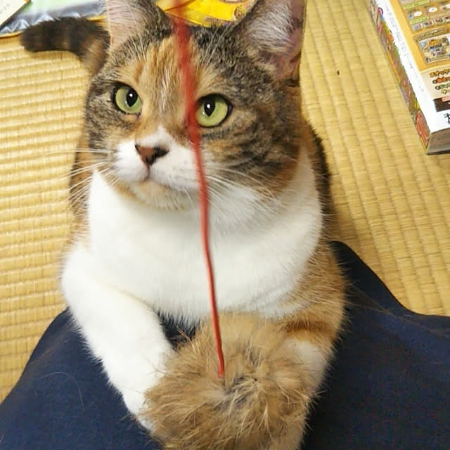 yukieさんの実例写真
