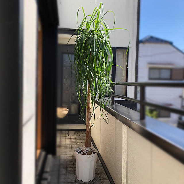 kuri1964jpさんの実例写真