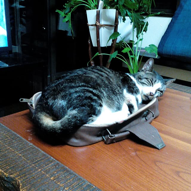 shusen.miyaさんの実例写真