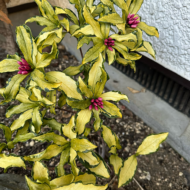 mamizaさんの部屋