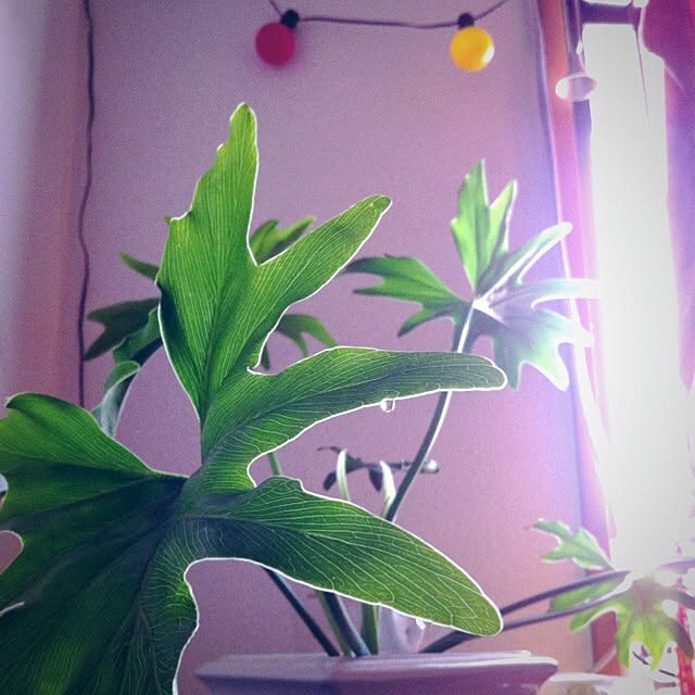 majoさんの実例写真