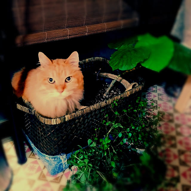 choku3さんの実例写真