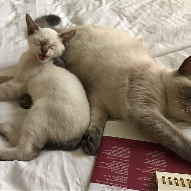 gingerwynksさんの実例写真