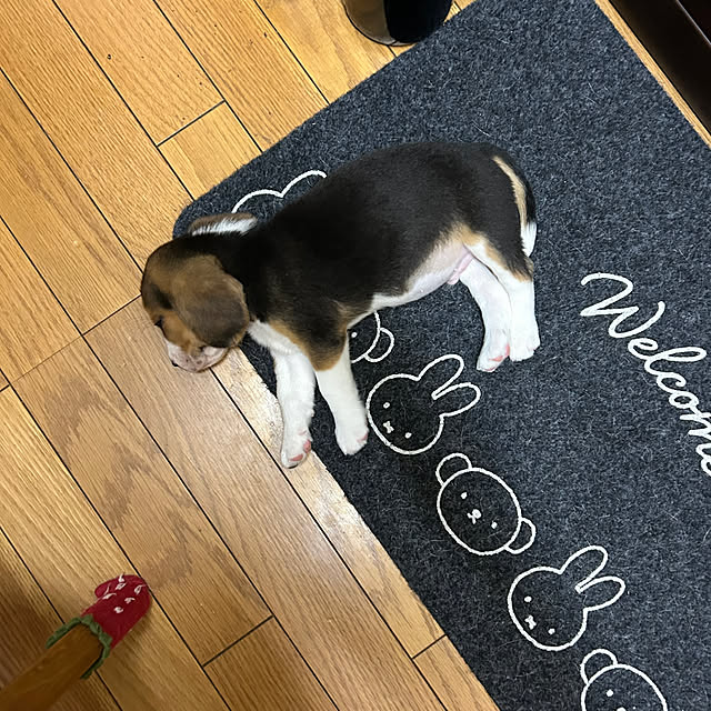 prelumoさんの実例写真
