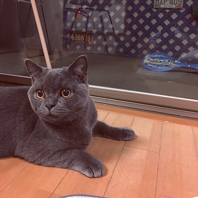 Shojiさんの実例写真